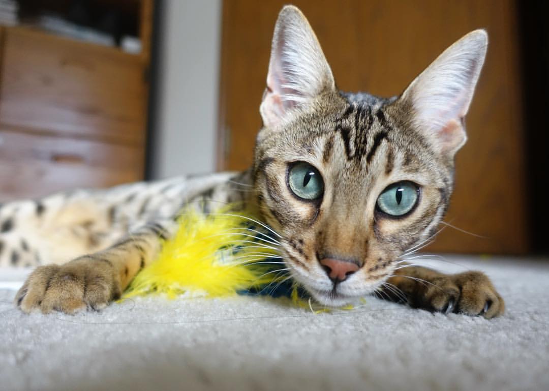 全国青少年冰球联赛，冰上激情飞扬，2021年全国青少年冰球锦标赛