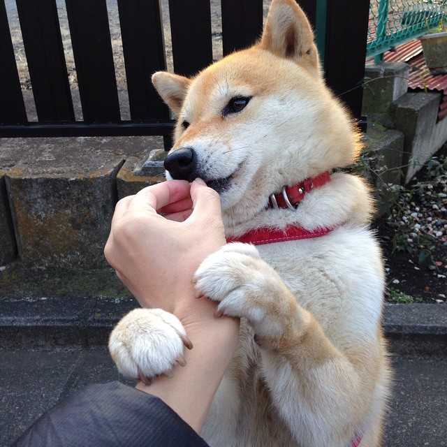 开云官网APP下载-德甲：门兴2-2平汉堡，攻防两端精彩纷呈，德甲门兴vs多特蒙德